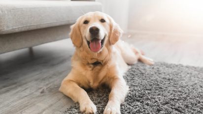 How can I tell if my dog is happy?