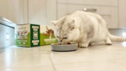 Is your feline feeling good? Signs of a happy cat