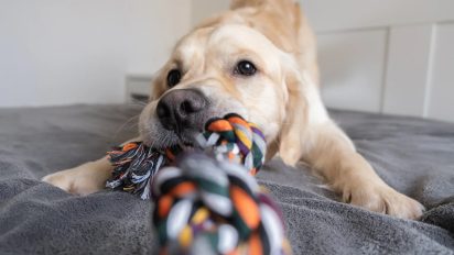 How to play with your dog: the key to a happy, healthy pup