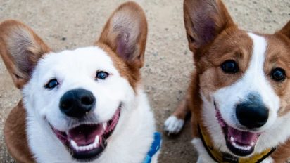 The formula for a happy dog: unlocking your dog's tail-wagging potential