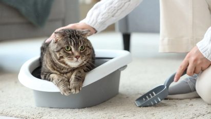 How to introduce a new cat to your family