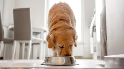 Understanding chicken and poultry sensitivities in dogs