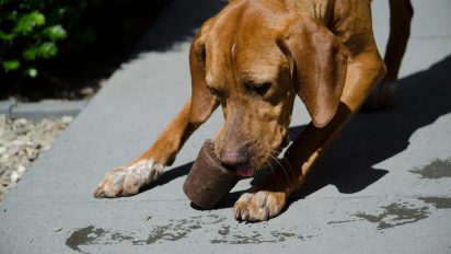 The ultimate guide to safe summer foods for dogs