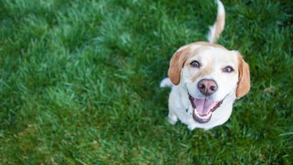 Five simple ways to be a more sustainable pet owner