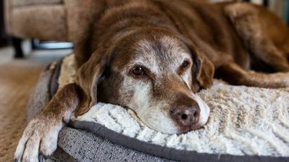 Signs of dog dementia and what to do if you notice them