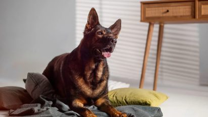 The truth about kibble:clearing up misconceptions