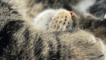 The secrets to a happy cat