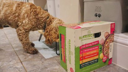 How to store wet dog food after opening