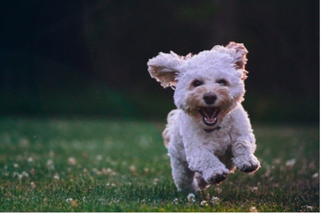 Maltese