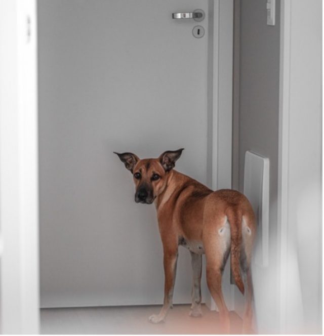 Dog behind door