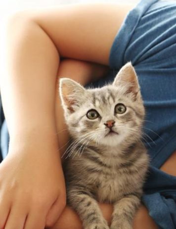 The ultimate checklist for being a successful cat owner